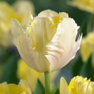 Tulip Creme Lizard - Tulip Bulbs