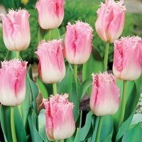 Tulip Crispa Fringed Mix -tulip Bulbs