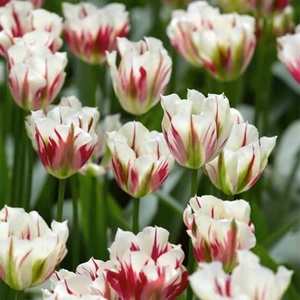 Tulip Flaming Spring Green - Tulip Bulbs