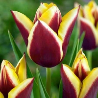 Tulip Gavota - Tulip Bulbs