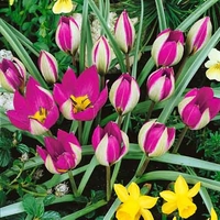 Tulip Humilis Persian Pearl - Tulip Bulbs