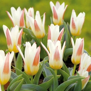 Tulip Johann Strauss - Tulip Bulbs