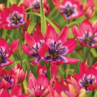 Tulip Little Beauty - Tulip Bulbs