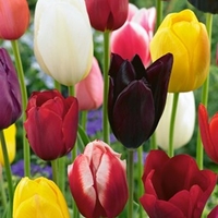 Tulip Mixed Border Collection - Tulip Bulbs