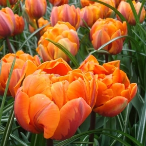Tulip Orange Princess - Tulip Bulbs