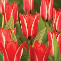 Tulip Pinocchio - Tulip Bulbs