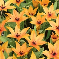 Tulip Praestans Shogun - Tulip Bulbs