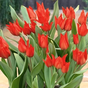 Tulip Praestans Van Tubergen