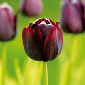 Tulip Queen Of Night - Tulip Bulbs