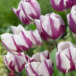 Tulip Rems Favourite - Tulip Bulbs