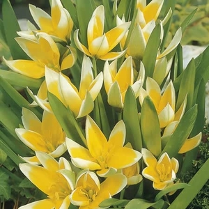 Tulip Tarda - Tulip Bulbs