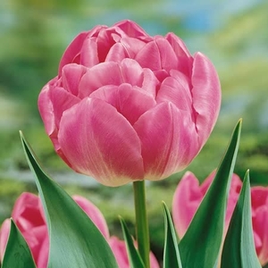 Tulip Upstar - Tulip Bulbs Layer Pad