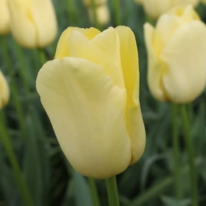 Tulip World Friendship - Tulip Bulbs