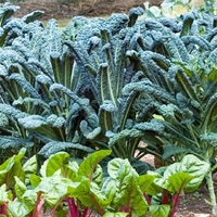 Ultimate Brassica Plant Collection With Free Lime And Feed!