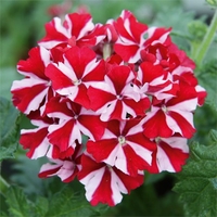 Verbena Deep Red Star X5 Plants