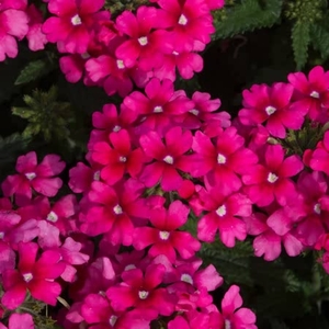 Verbena Showboat Magenta - Plants X3