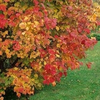 Viburnum Opulus-guelder Rose-hedge