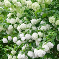 Viburnum Opulus Roseum (sterile)- Shrub