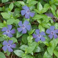 Vinca Minor- Shrub