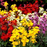 Wallflower Plants - 