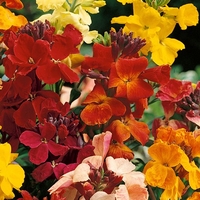 Wallflowers Mixed X60 Bare Root Plants
