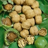 Walnut Tree: Juglans Regia- Common Walnut Tree