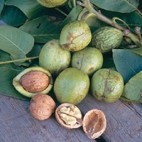 Walnut Tree-juglans Regia Broadview-tree
