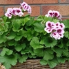 Wasps-away Plant Collection - Pelargonium Citrosum
