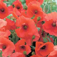 Wildflower Seeds - Corn Poppy