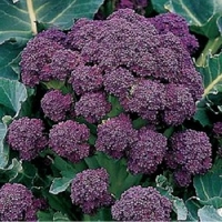 Winter & Spring Cropping Brassica Collection X32 Plants
