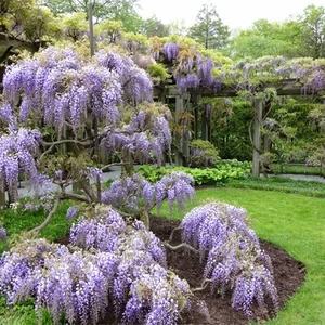 Wisteria Sineris Blue Sapphire 2l Potted Plant