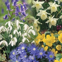 Woodland Bulb Collection