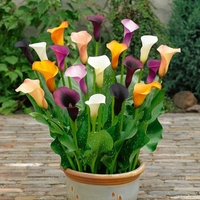 Zantedeschia Mix Collection