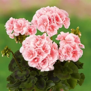Zonal Geranium Grandeur Classic Salmon - Plants X3