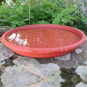 Basic Saucer Bird Bath X3