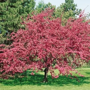 Crab Apple Malus Profusion - Tree