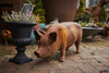 Cast Iron Standing Sow/Pig Statue In Rust