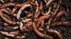 Tiger Worms for Wormery
