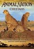 Animal Nation: Cheetahs- The Whole Story