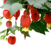 Abutilon Plant - Big Bell