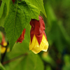 Abutilon Plant - Kentish Belle