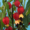 Abutilon Plant - Megapotamicum