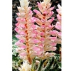 Acanthus Potted Plant - Tasmanian Angel