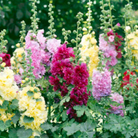 Alcea Plants - Mix