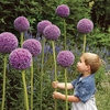 Allium Bulbs - Giganteum