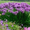 Allium Plant - Millenium