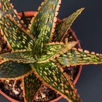 Aloe Danyz