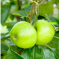 Apple (Eating) Tree - Bountiful