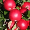 Apple (Malus) Scrumptious