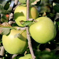 Apple Tree - Granny Swiss